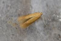 Tischeria