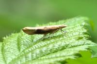 Ypsolopha falcella