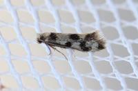 Lichenotinea pustulatella