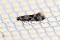 Lichenotinea pustulatella