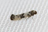 Enolmis acanthella