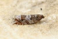 Ancylis achatana