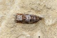 Ancylis achatana