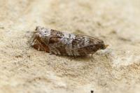 Ancylis achatana