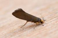 Crassa unitella