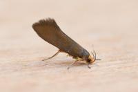 Crassa unitella