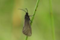 Epichnopterix