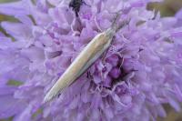 Pleurota aristella