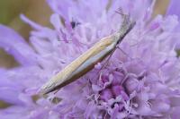 Pleurota aristella