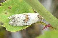 Neocochylis molliculana