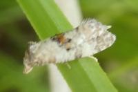 Neocochylis molliculana