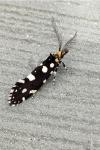 Euplocamus anthracinalis