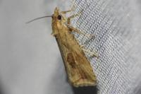 Endothenia quadrimaculana