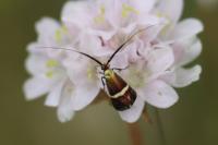 Adela australis
