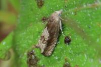 Eucosma gr. cana