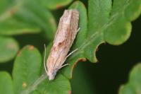 Eucosma gr. cana