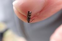 Grapholita internana