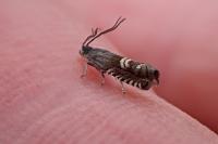 Grapholita internana