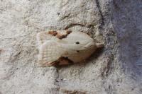 Acleris ferrugana/notana