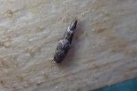 Mompha subbistrigella