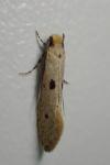 Tinea trinotella