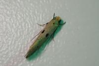 Tinea trinotella