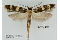 Oegoconia uralskella uralskella