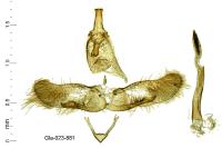 Oegoconia uralskella uralskella