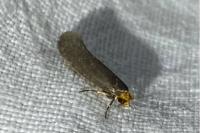 Cephimallota crassiflavella