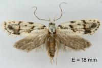 Symmoca signatella