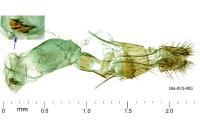 Symmoca signatella