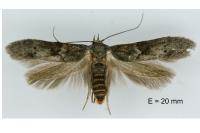 Blastobasis glandulella