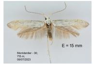 Coleophora anatipennella