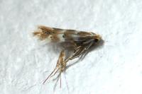Phyllonorycter emberizaepenella