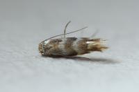 Phyllonorycter emberizaepenella