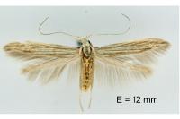 Coleophora calycotomella