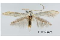 Coleophora ibipennella