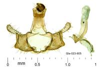 Coleophora ibipennella