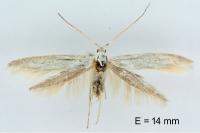 Coleophora anatipennella