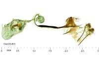 Coleophora anatipennella