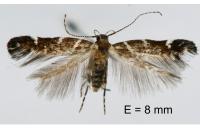 Vulcaniella grabowiella