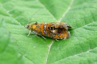 Olethreutes arcuella