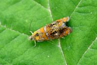 Olethreutes arcuella