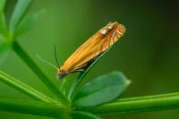 Lathronympha strigana