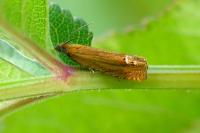 Lathronympha strigana
