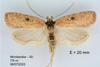 Agonopterix subpropinquella