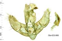 Agonopterix subpropinquella