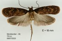 Depressaria albipunctella