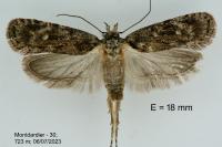 Depressaria douglasella