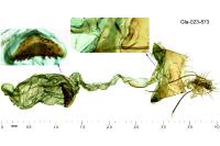 Depressaria douglasella